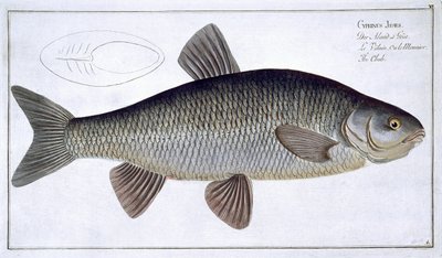 Chub (Cyprinus Jeses) tallrik VI från 