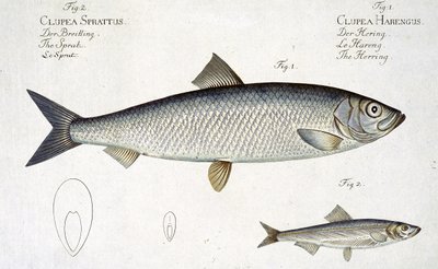 Sill (Clupea Harengus) (Fig. 1) och skarpsill (Clupea Sprattus) plåt XXIX från 