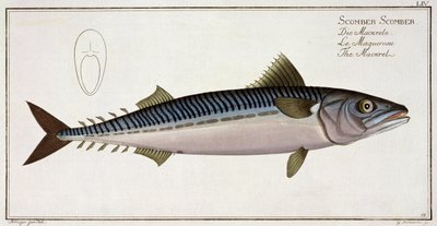 Makrill (Scomber Scomber) tallrik LIV från 