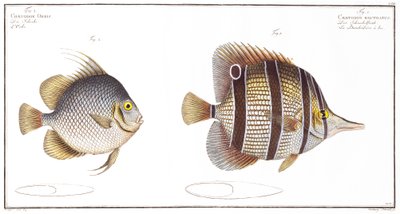 Orb fish: and Billed fish, utgiven av Black, c.1790 (tryck) av Andreas Ludwig Kruger