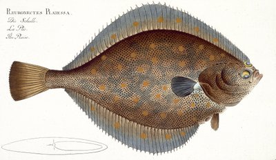 Rödspätta (Pleuronectes Platessa) tallrik XLII från 