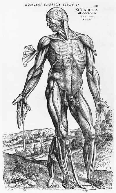 Anatomical Study, illustration från 