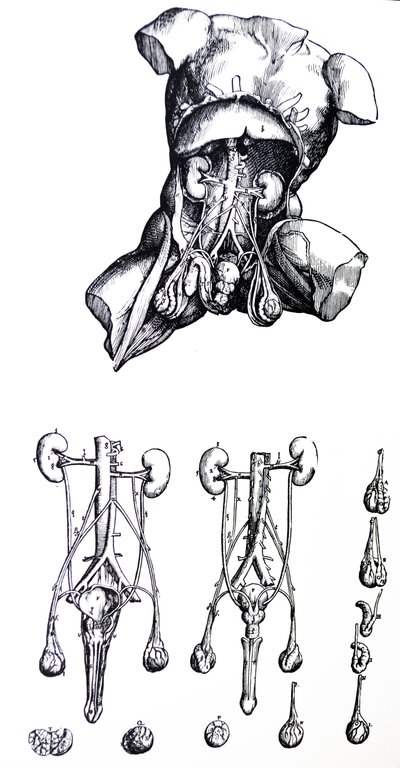 Tallrikarna från den femte boken av De Humani Corporis Fabrica av Andreas Vesalius