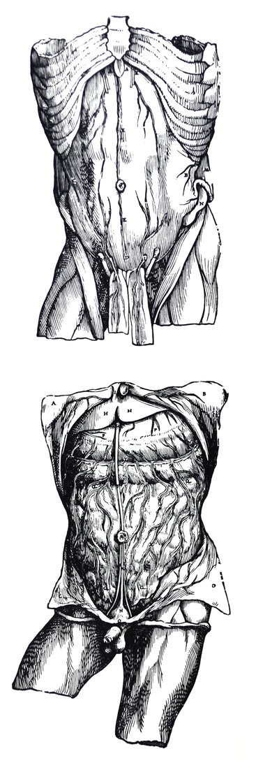 Tallrikarna från den femte boken av De Humani Corporis Fabrica av Andreas Vesalius