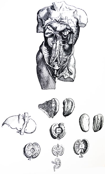 Tallrikarna från den femte boken av De Humani Corporis Fabrica av Andreas Vesalius
