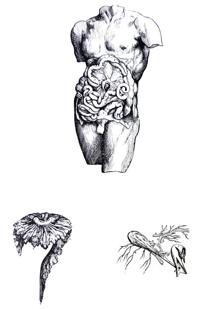 Tallrikarna från den femte boken av De Humani Corporis Fabrica av Andreas Vesalius