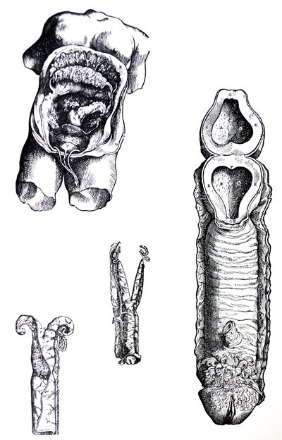 Tallrikarna från den femte boken av De Humani Corporis Fabrica av Andreas Vesalius
