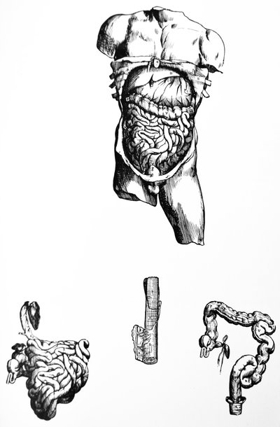 Tallrikarna från den femte boken av De Humani Corporis Fabrica av Andreas Vesalius