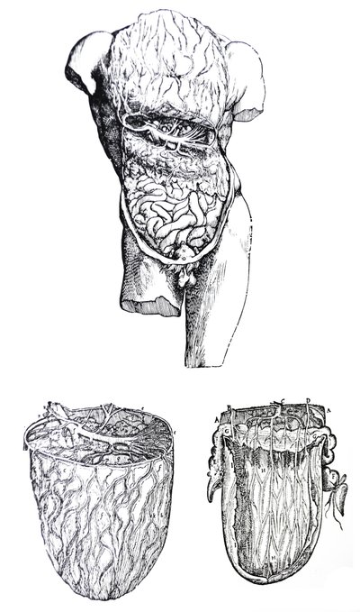 Tallrikarna från den femte boken av De Humani Corporis Fabrica av Andreas Vesalius