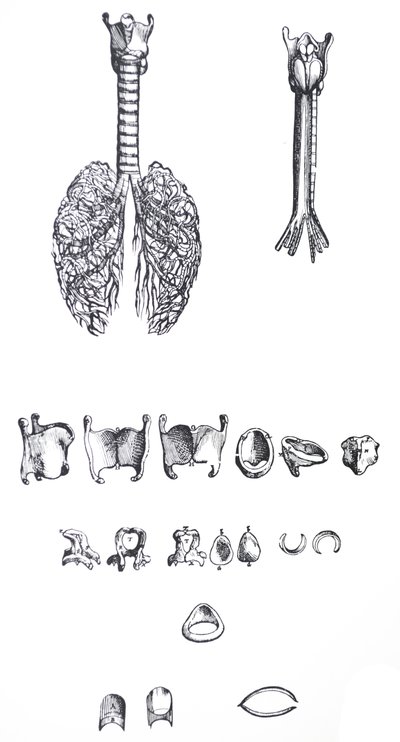 Plattorna från den första boken i De Humani Corporis Fabrica av Andreas Vesalius