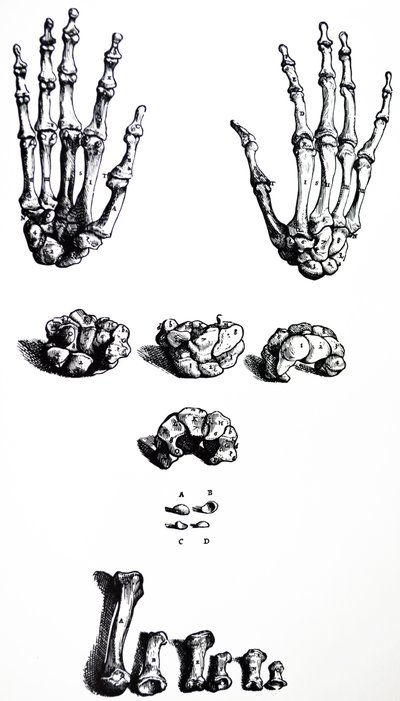 Tallrikarna från den första boken av De Humani Corporis Fabrica av Andreas Vesalius