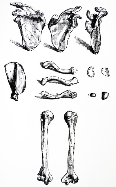 Tallrikarna från den första boken av De Humani Corporis Fabrica av Andreas Vesalius