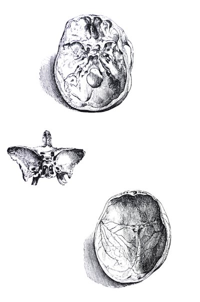 Tallrikarna från den första boken av De Humani Corporis Fabrica av Andreas Vesalius