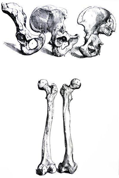 Plattorna från den första boken i De Humani Corporis Fabrica av Andreas Vesalius
