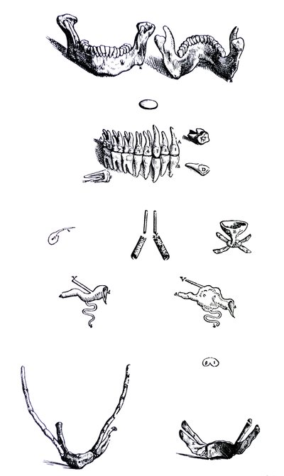 Tallrikarna från den första boken av De Humani Corporis Fabrica av Andreas Vesalius