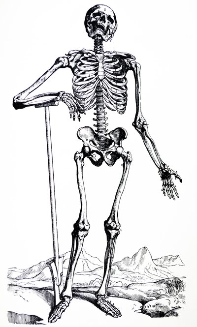 Tallrikarna från den första boken av De Humani Corporis Fabrica av Andreas Vesalius