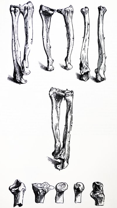 Tallrikarna från den första boken av De Humani Corporis Fabrica av Andreas Vesalius