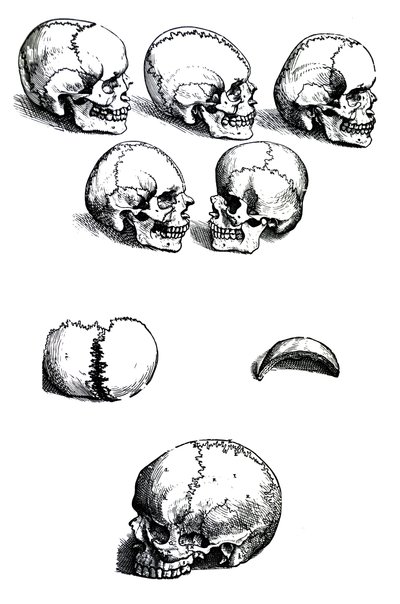 Plåtarna från den första boken av De Humani Corporis Fabrica av Andreas Vesalius, (1514-1564) av Andreas Vesalius