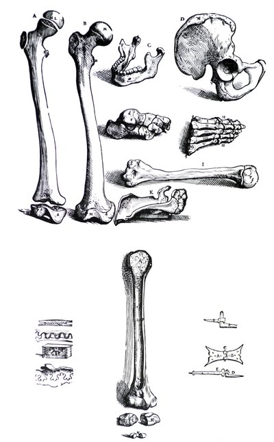 Plåtarna från den första boken av De Humani Corporis Fabrica av Andreas Vesalius, (1514-1564) av Andreas Vesalius
