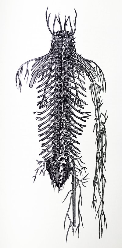 Tallrikarna från den fjärde boken av De Humani Corporis Fabrica av Andreas Vesalius