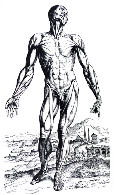 Tallrikarna från den andra boken av De Humani Corporis Fabrica av Andreas Vesalius