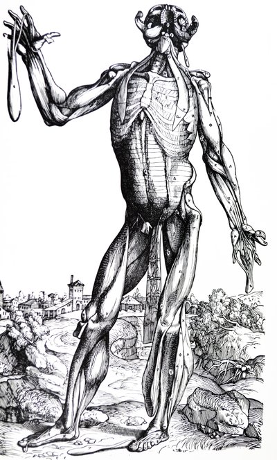 Tallrikarna från den andra boken av De Humani Corporis Fabrica av Andreas Vesalius