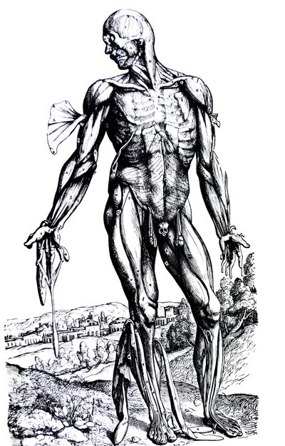 Plattorna från den andra boken i De Humani Corporis Fabrica av Andreas Vesalius