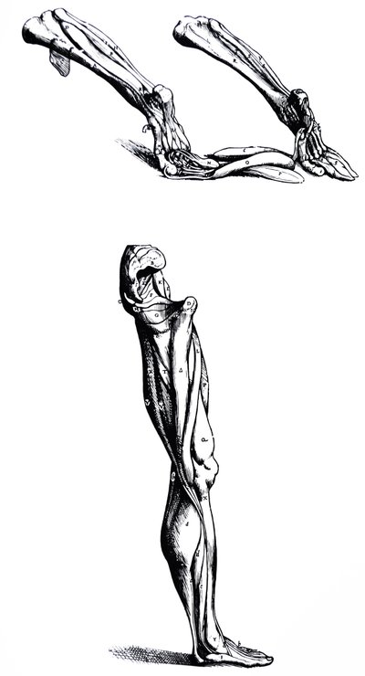 Plattorna från den andra boken i De Humani Corporis Fabrica av Andreas Vesalius