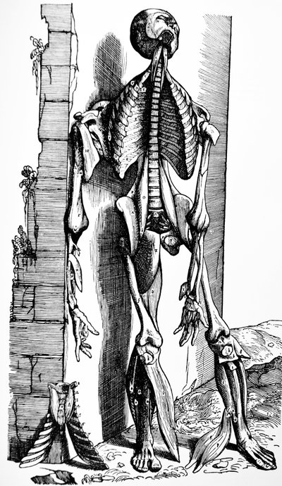 Tallrikarna från den andra boken av De Humani Corporis Fabrica av Andreas Vesalius