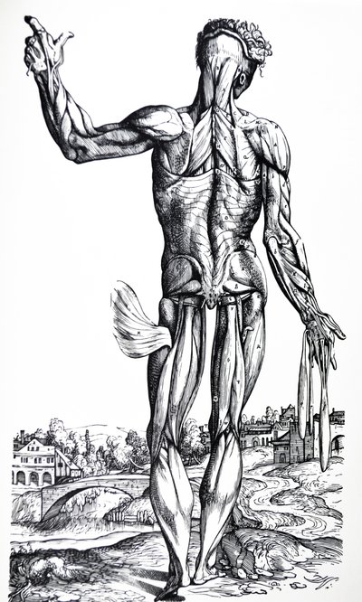 Tallrikarna från den andra boken av De Humani Corporis Fabrica av Andreas Vesalius
