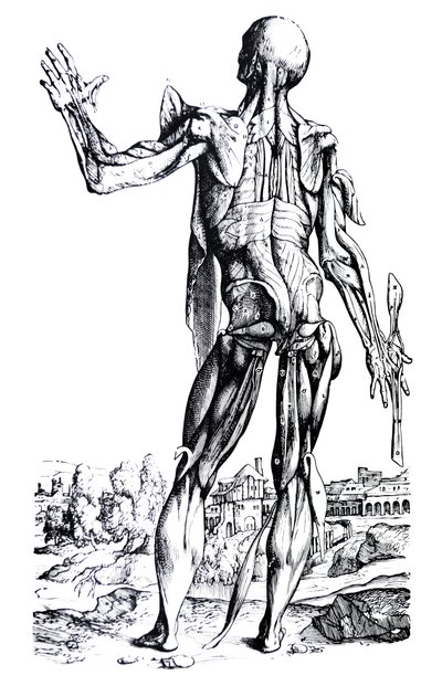 Tallrikarna från den andra boken av De Humani Corporis Fabrica av Andreas Vesalius