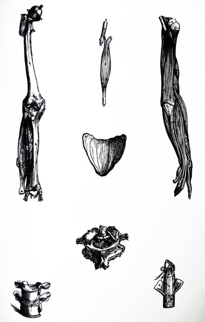 Tallrikarna från den andra boken av De Humani Corporis Fabrica av Andreas Vesalius