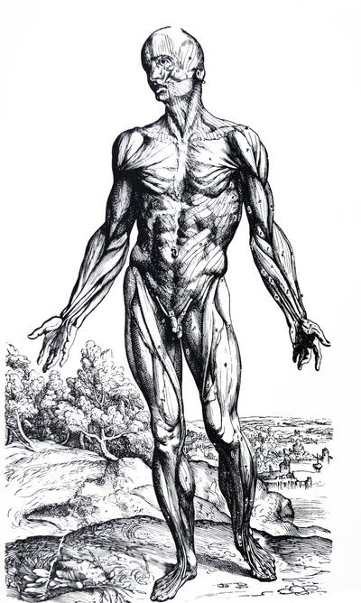 Tallrikarna från den andra boken av De Humani Corporis Fabrica av Andreas Vesalius