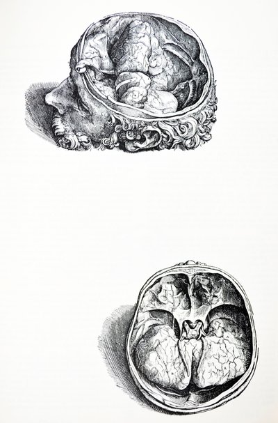 Plattorna från den sjunde boken i De Humani Corporis Fabrica av Andreas Vesalius