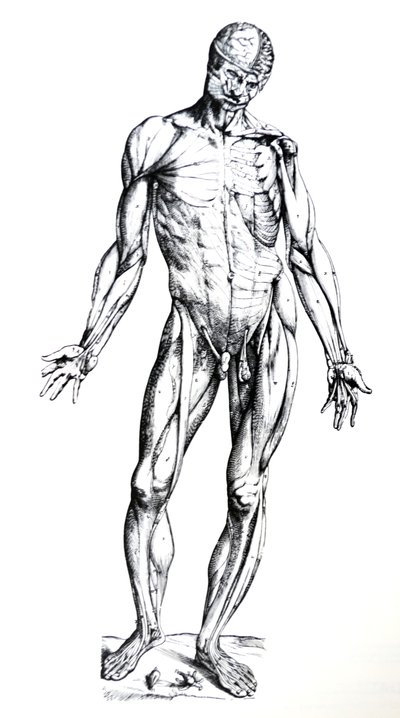 Tallrikarna från den sjunde boken av De Humani Corporis Fabrica av Andreas Vesalius