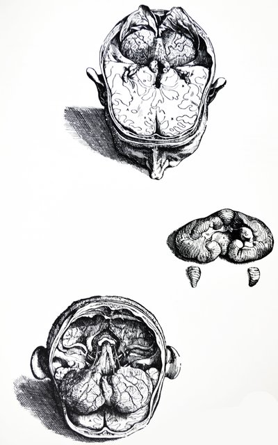 Tallrikarna från den sjunde boken av De Humani Corporis Fabrica av Andreas Vesalius