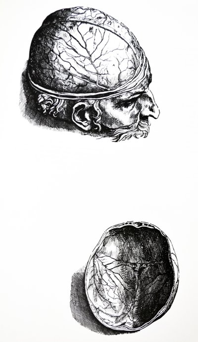 Tallrikarna från den sjunde boken av De Humani Corporis Fabrica av Andreas Vesalius