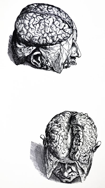Tallrikarna från den sjunde boken av De Humani Corporis Fabrica av Andreas Vesalius