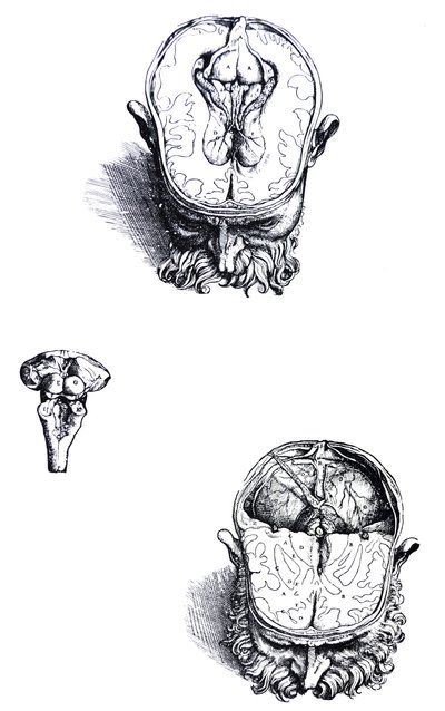 Tallrikarna från den sjunde boken av De Humani Corporis Fabrica av Andreas Vesalius