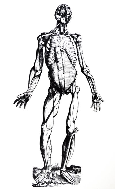 Tallrikarna från den sjunde boken av De Humani Corporis Fabrica av Andreas Vesalius