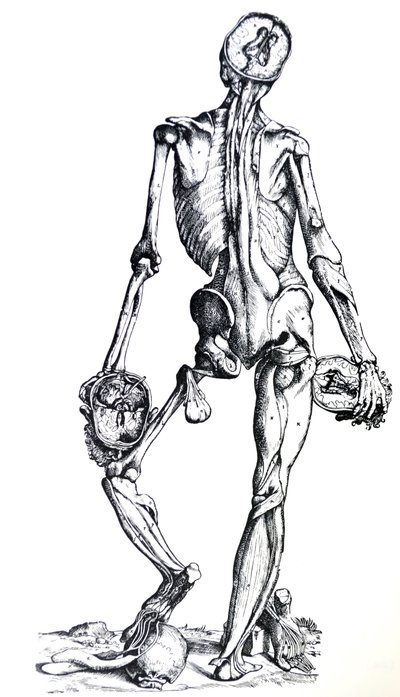 Tallrikarna från den sjunde boken av De Humani Corporis Fabrica av Andreas Vesalius