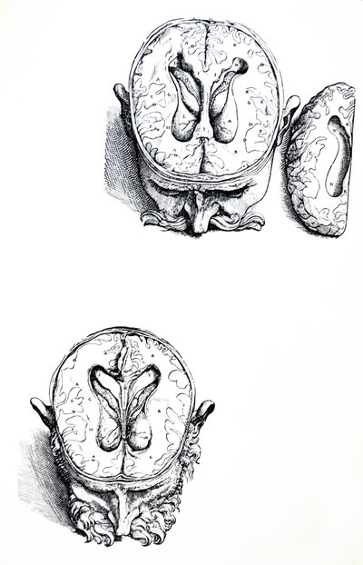 Tallrikarna från den sjunde boken av De Humani Corporis Fabrica av Andreas Vesalius