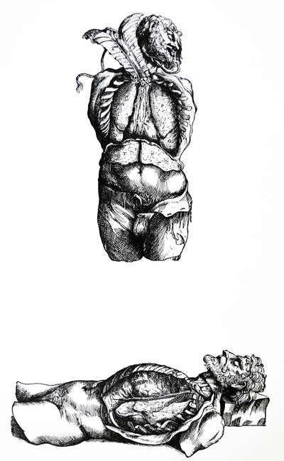 Tallrikarna från den sjätte boken av De Humani Corporis Fabrica av Andreas Vesalius