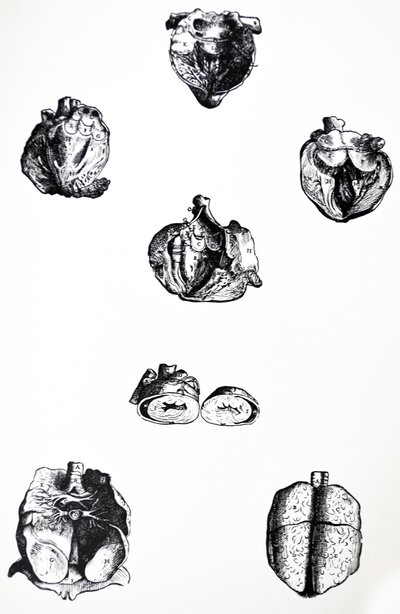 Tallrikarna från sjätte boken av De Humani Corporis Fabrica av Andreas Vesalius