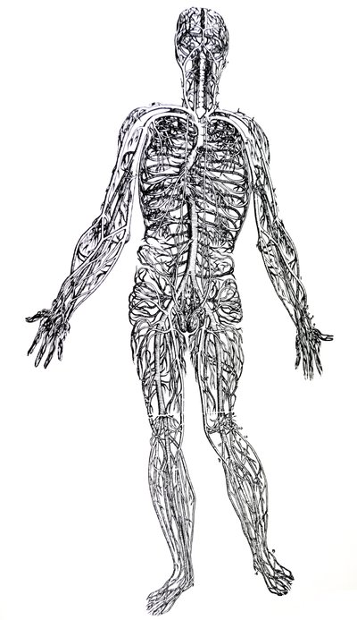 Tallrikarna från tredje boken av De Humani Corporis Fabrica av Andreas Vesalius