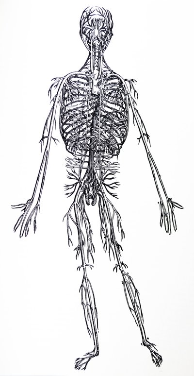 Tallrikarna från tredje boken av De Humani Corporis Fabrica av Andreas Vesalius