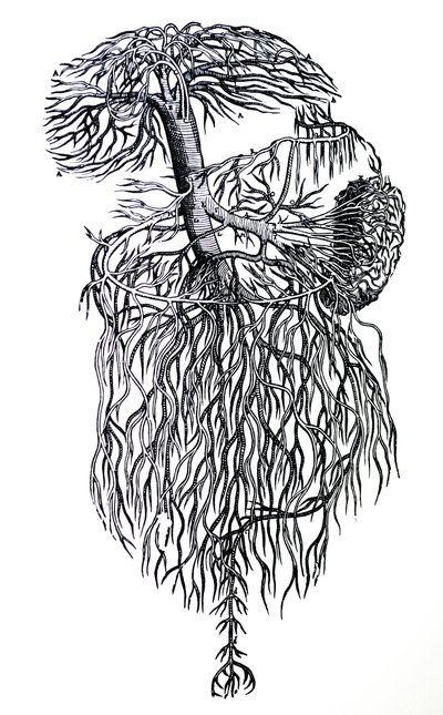 Tallrikarna från tredje boken av De Humani Corporis Fabrica av Andreas Vesalius