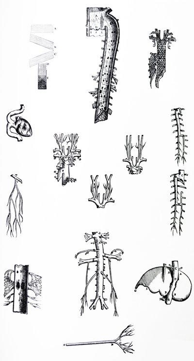 Tallrikarna från tredje boken av De Humani Corporis Fabrica av Andreas Vesalius
