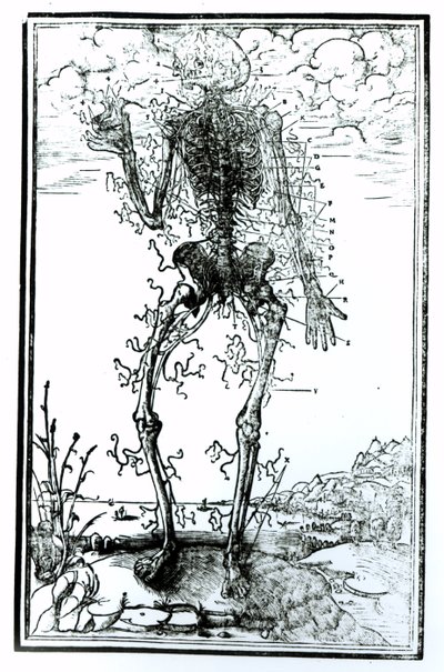 Kroppens kärlsystem av Andreas Vesalius