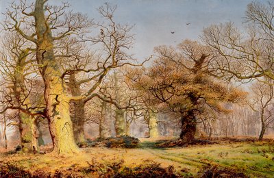 Ekar i Sherwoodskogen av Andrew MacCallum